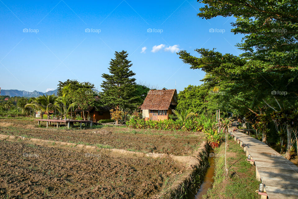 No Person, Tree, Travel, Nature, Agriculture