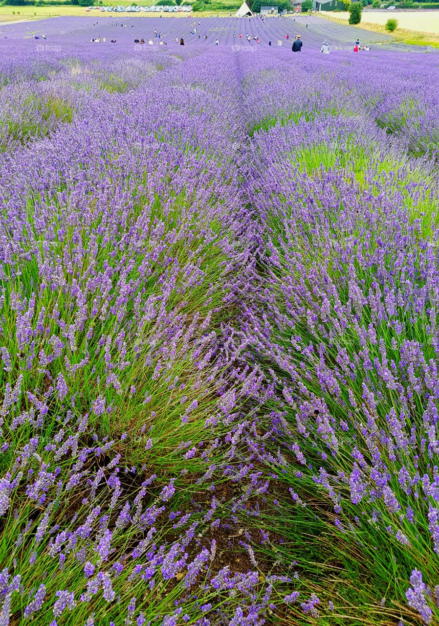 Lavender Rows