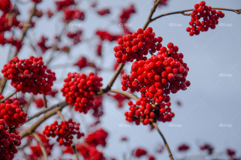 Large heavy clusters of mountain ash. Bright contrasting colors.