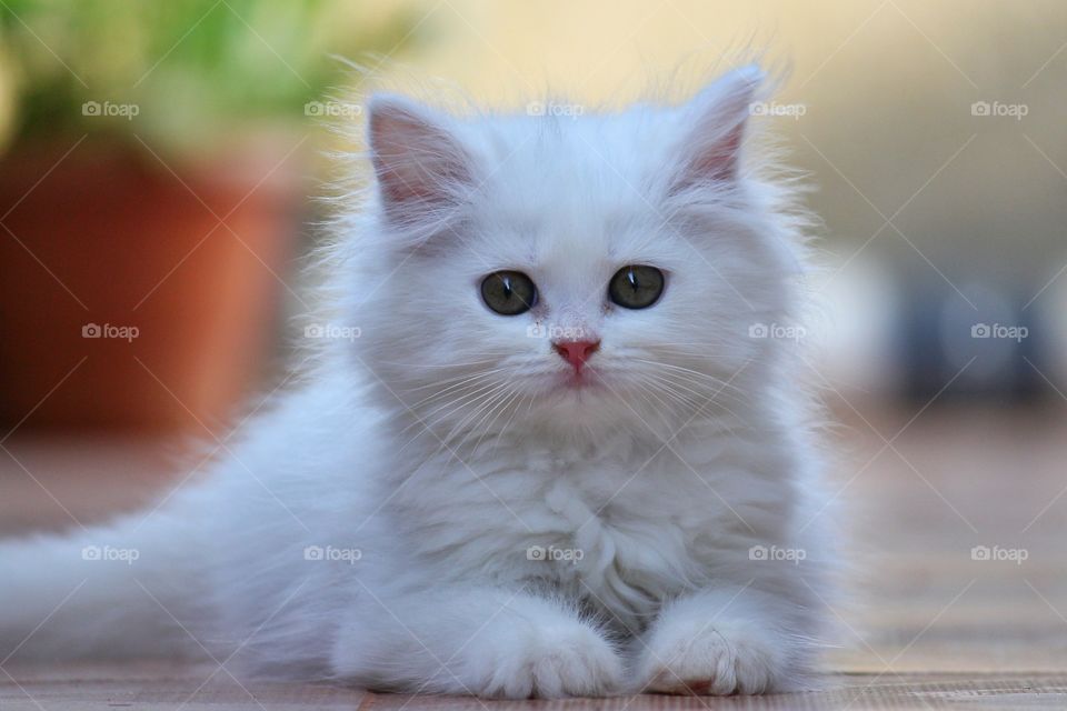Beautiful Persian kitten 🐈 Miley 😍