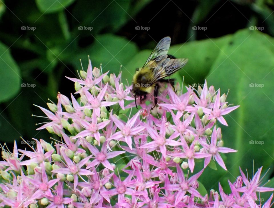 Bee on Sedum 