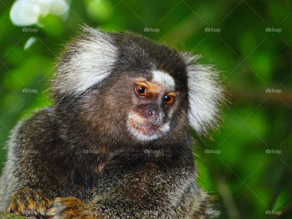 island monkey ape brazil by liondb1