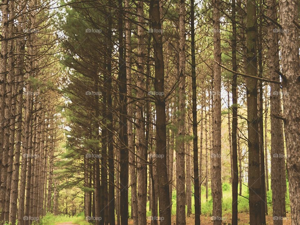 tree row