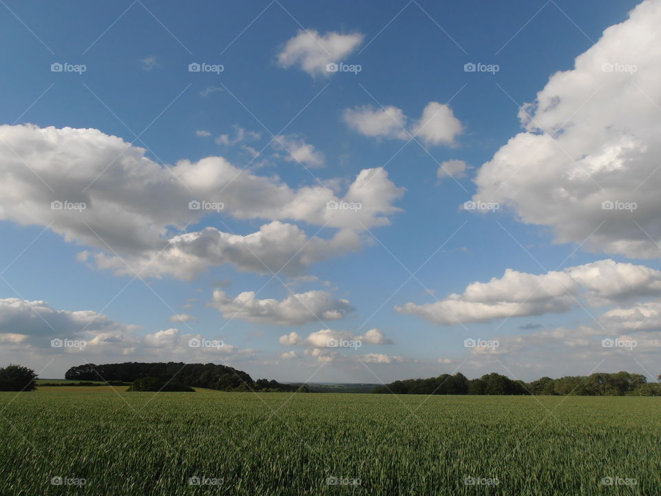 Early Crop Field