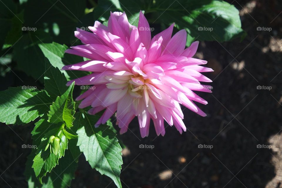 Vibrant perfect flower top
