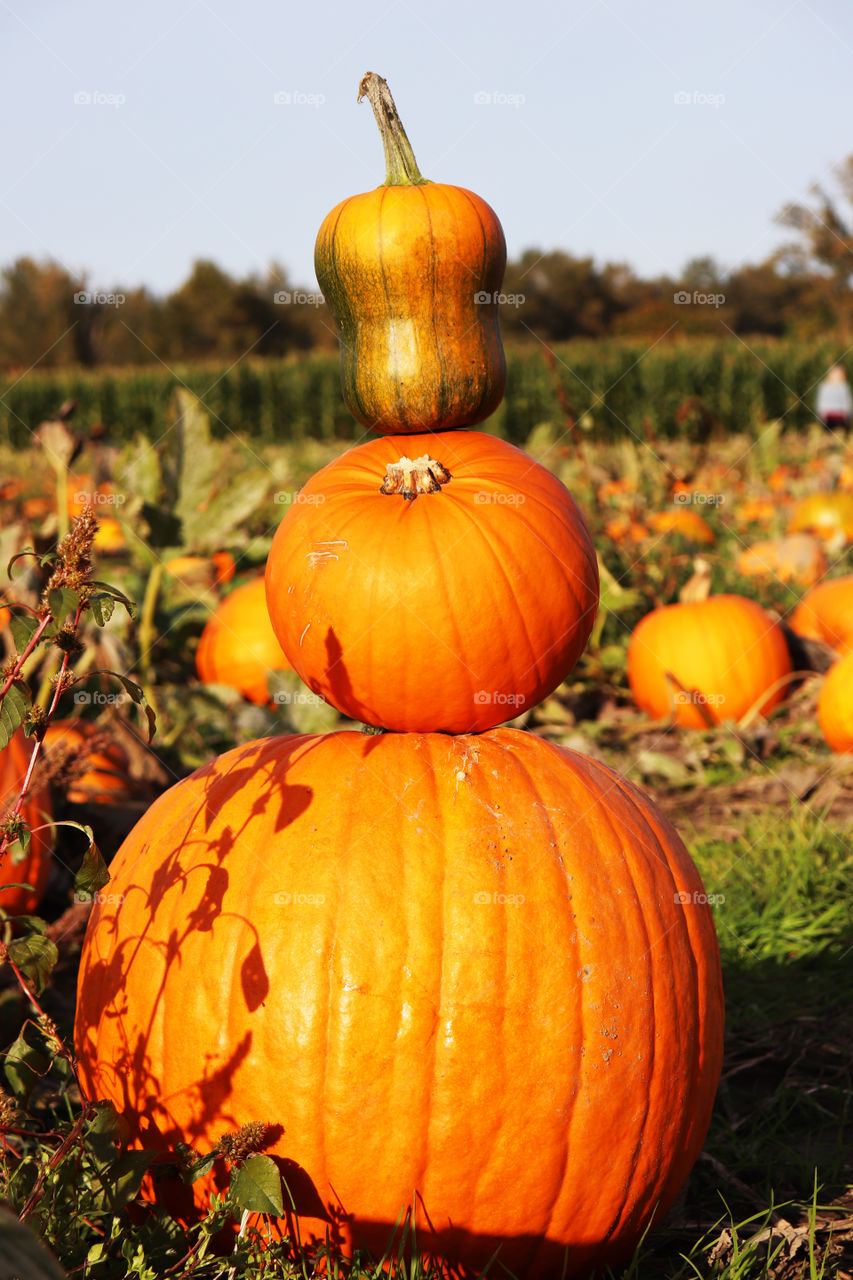 Pumpkins stacked in a pumpkin field