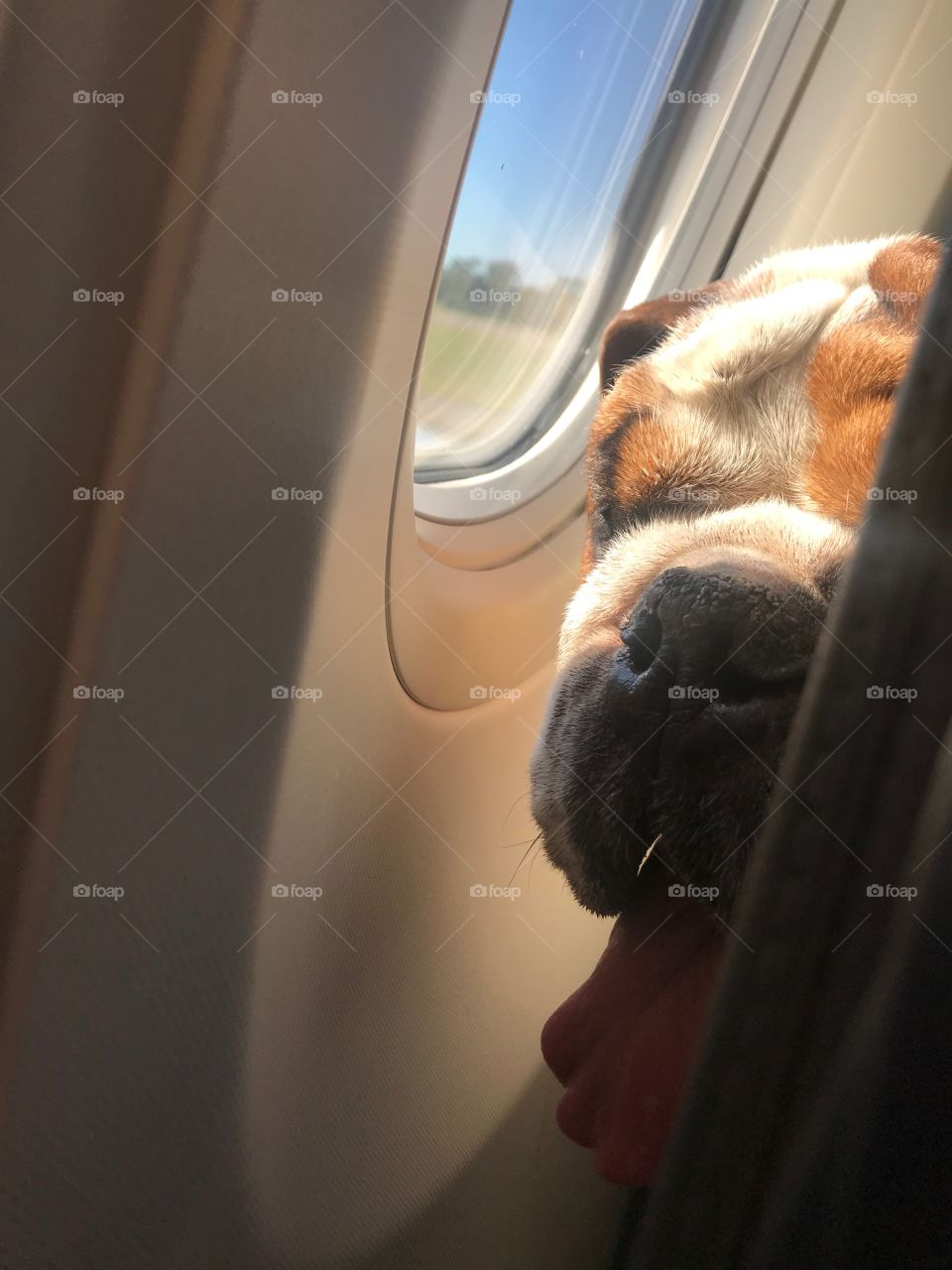 Bulldog on a plane
