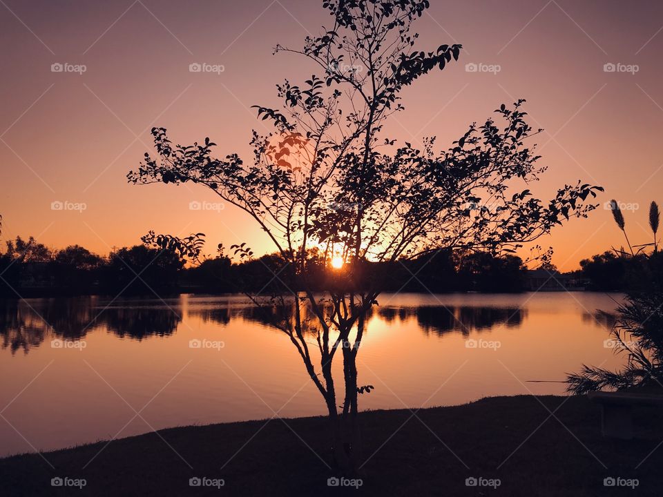 Pleasant Sunset falling fast today Reflecting Landscape splendid Colours are enhancing the Crepe Myrtle Shrub to Blend into the scenery Perfectly.