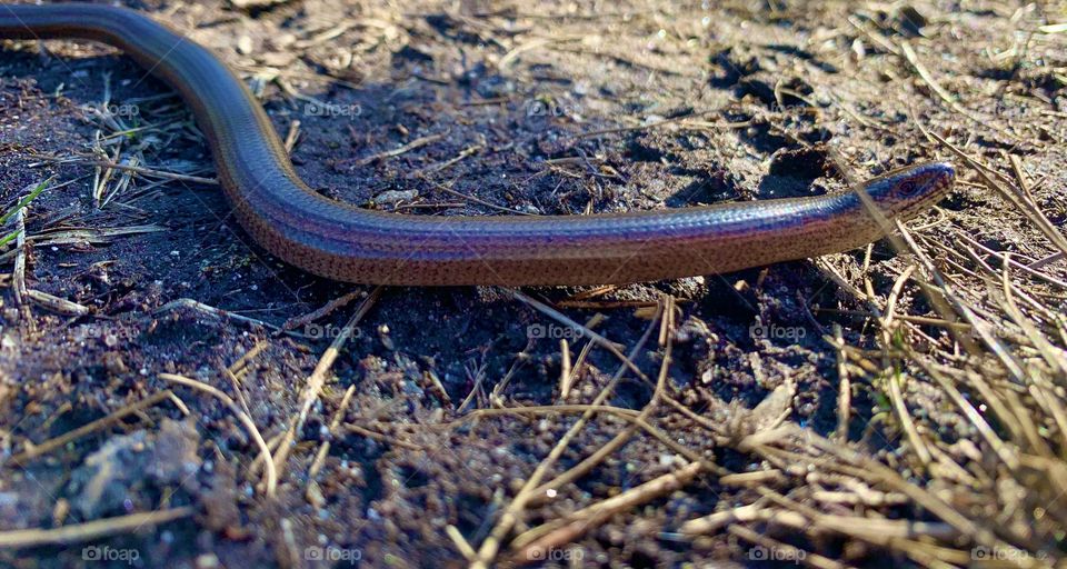 Finding beautiful snake