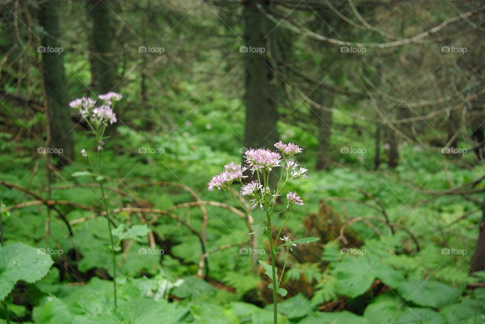 Wildflowers in forest