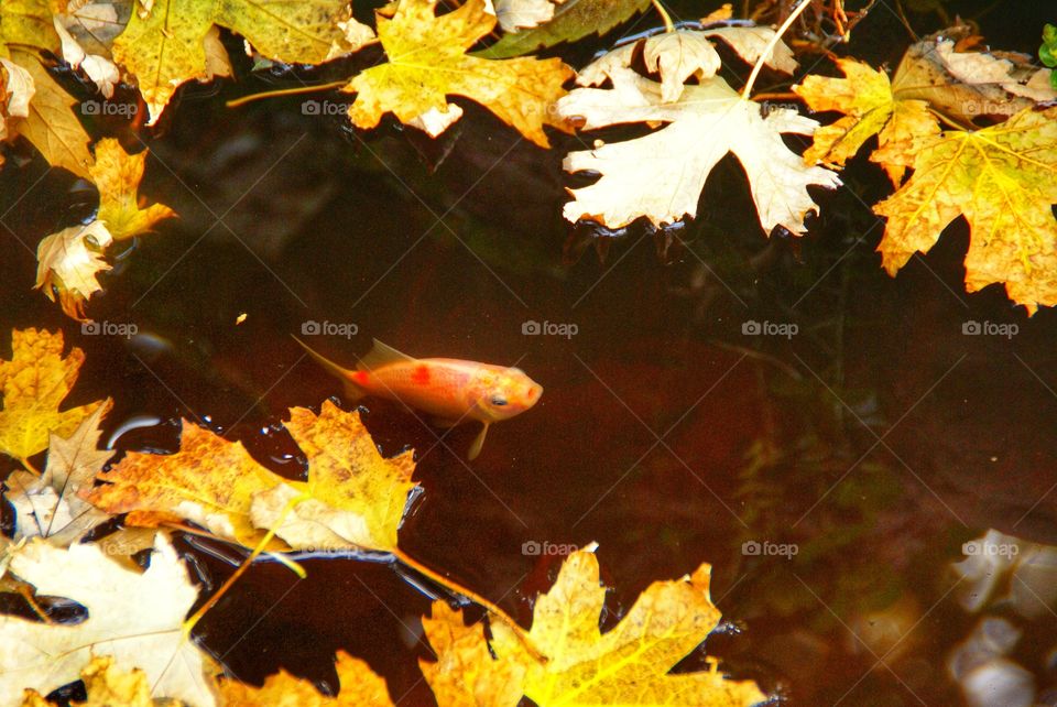 Fish in leaves