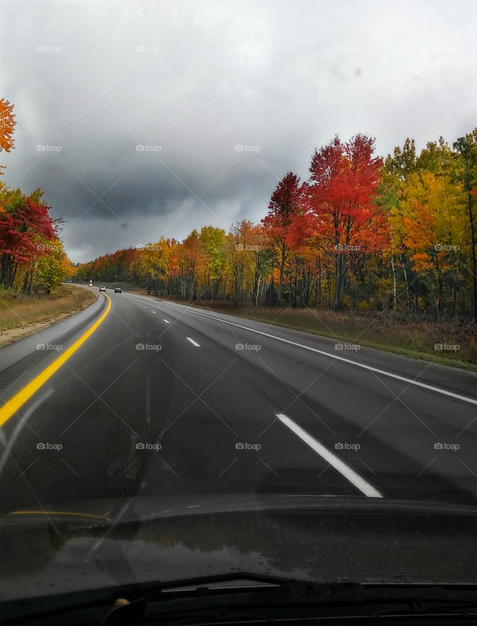 driving through painted trees