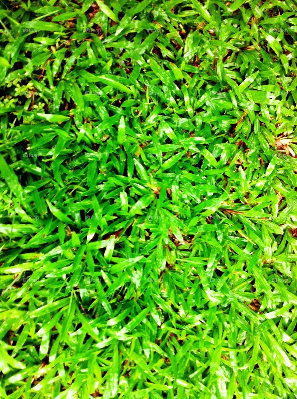 Green grass