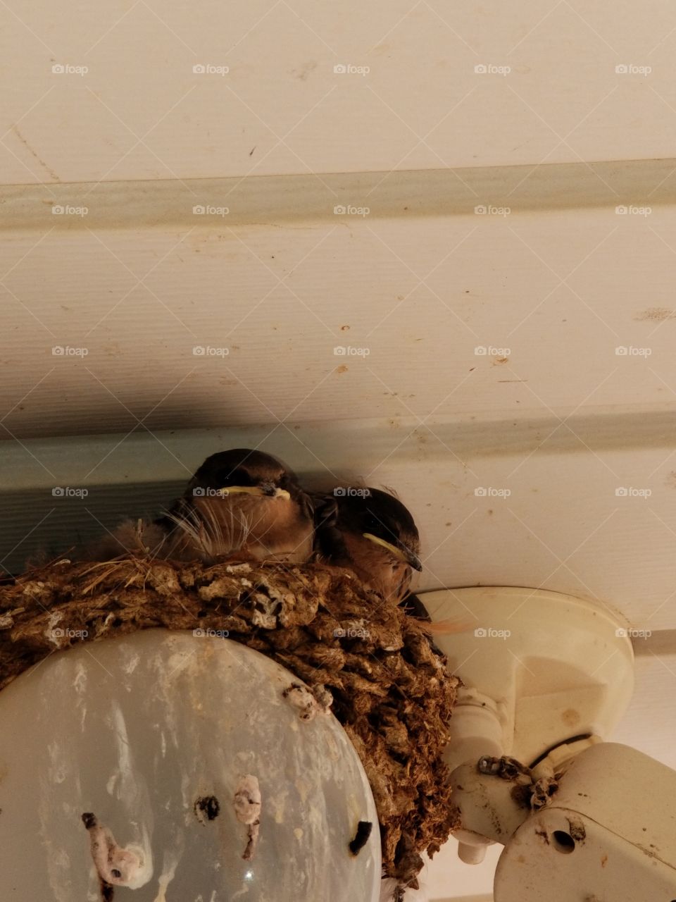 The baby birds in my floodlights