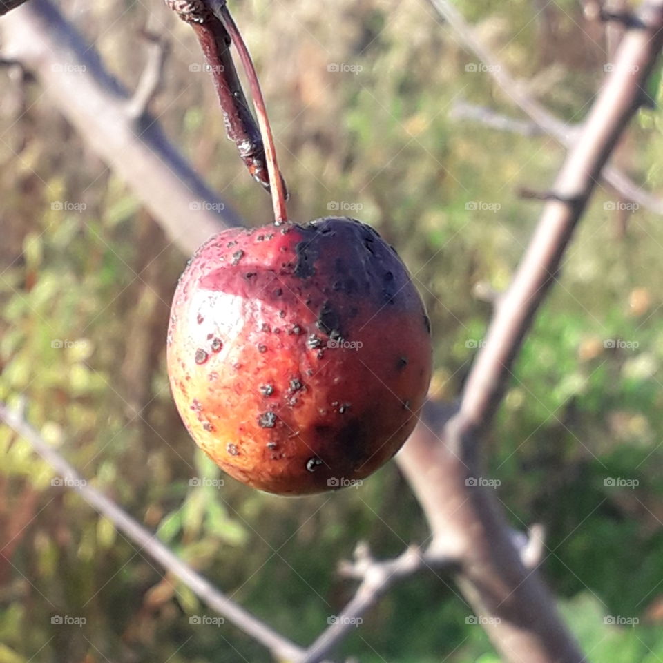 sunlit wild apple tree red spotted fruit