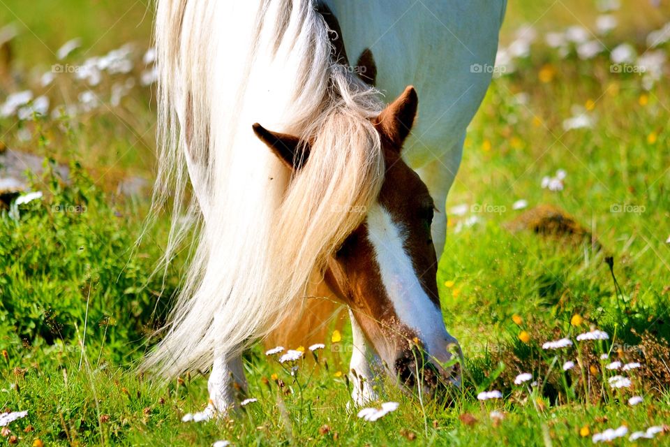 Pony