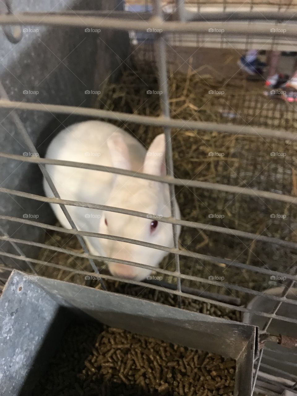 albino bunny