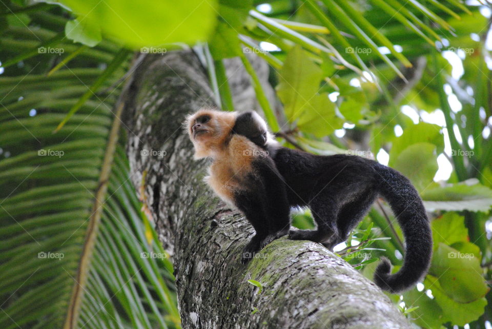 white face monkey