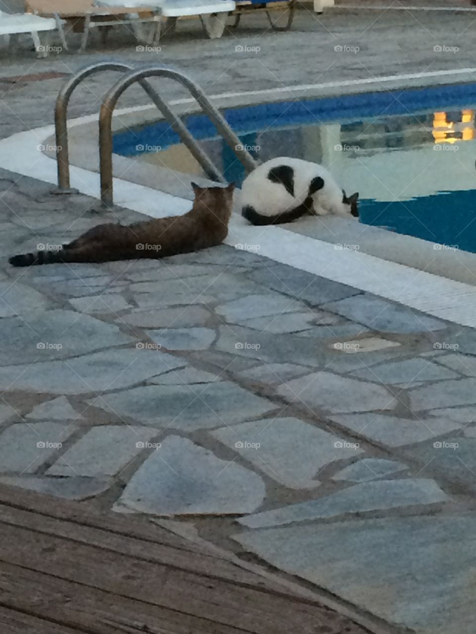 Cats. Enjoying a drink