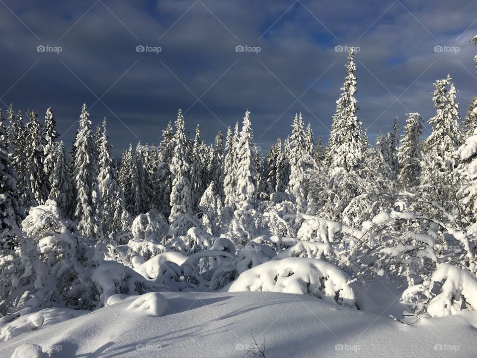 Winter forest