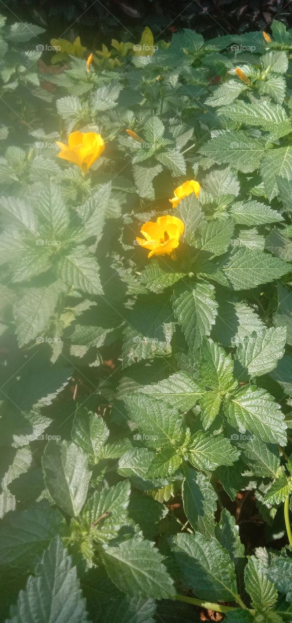 In to the blooms for honey 🍯