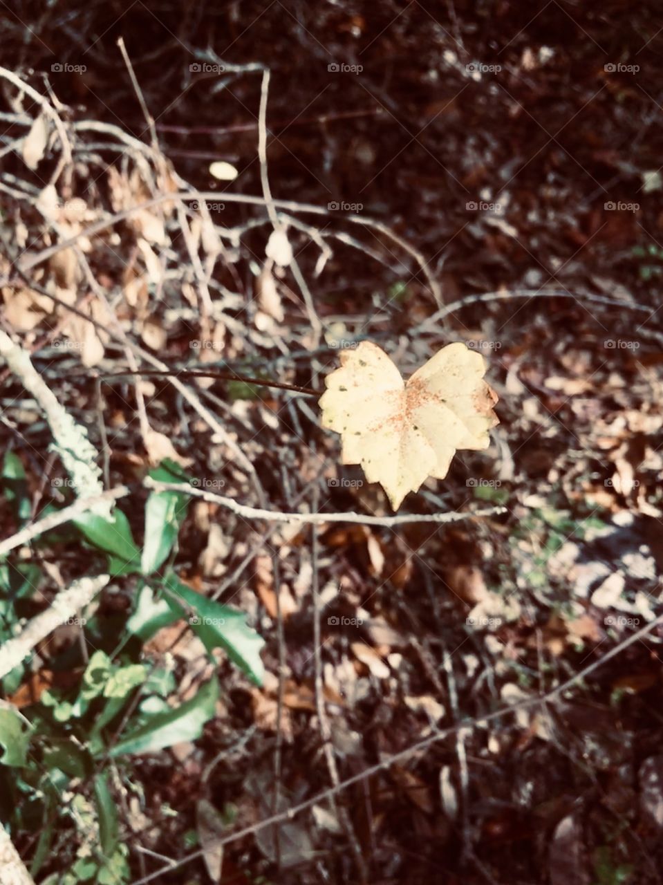 Love is in the air and woods 🍂