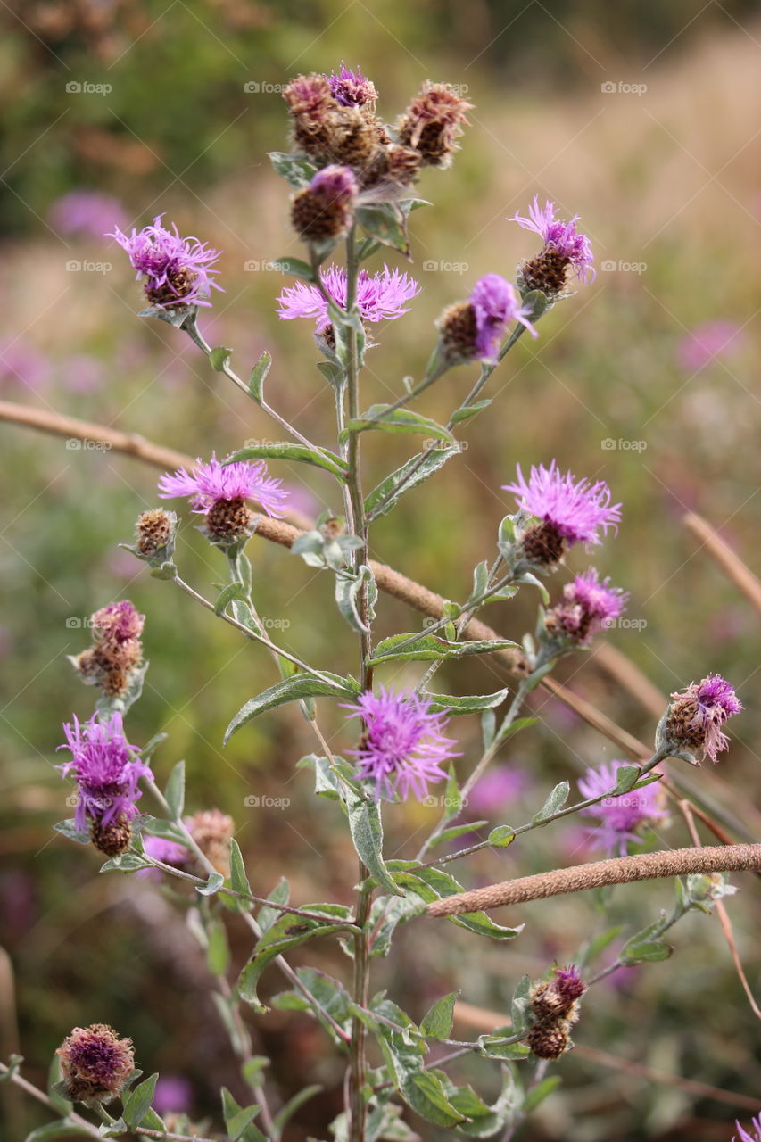 Pink thistles bursting through the greenery 