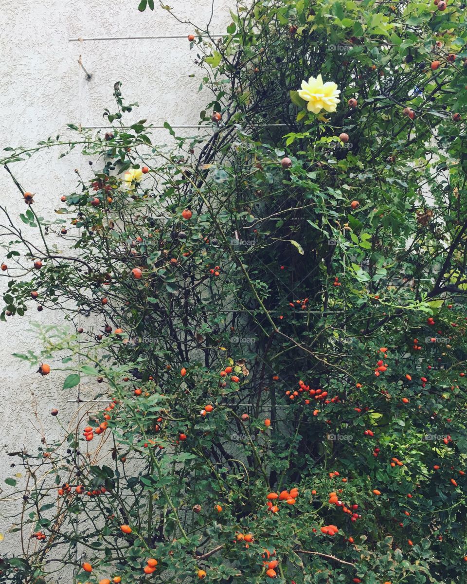 Flora on the wall 