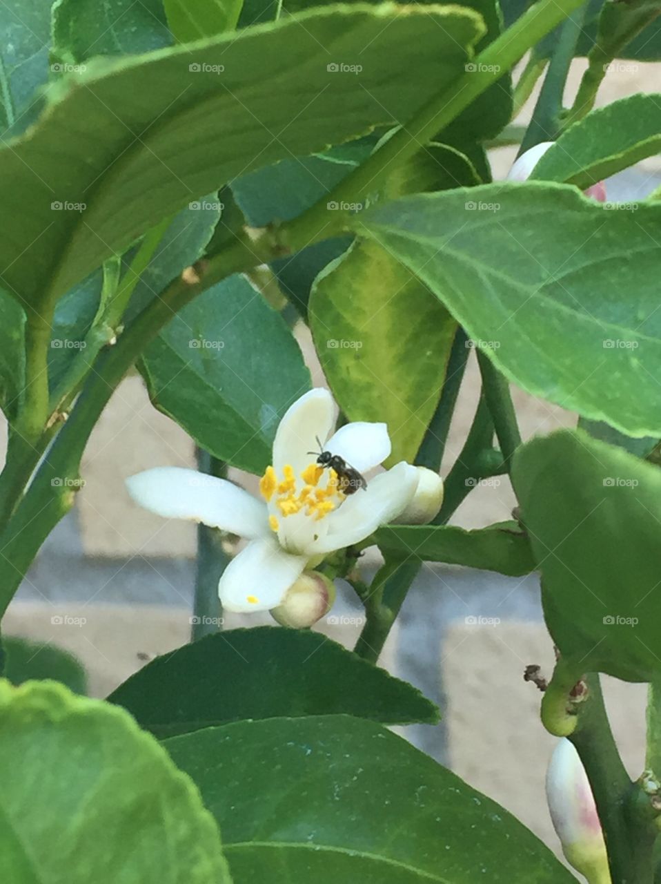 Insect on Lemon Bloom 