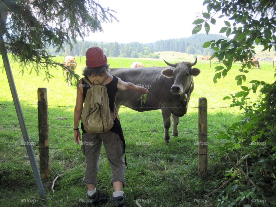 Hiking by the cows 