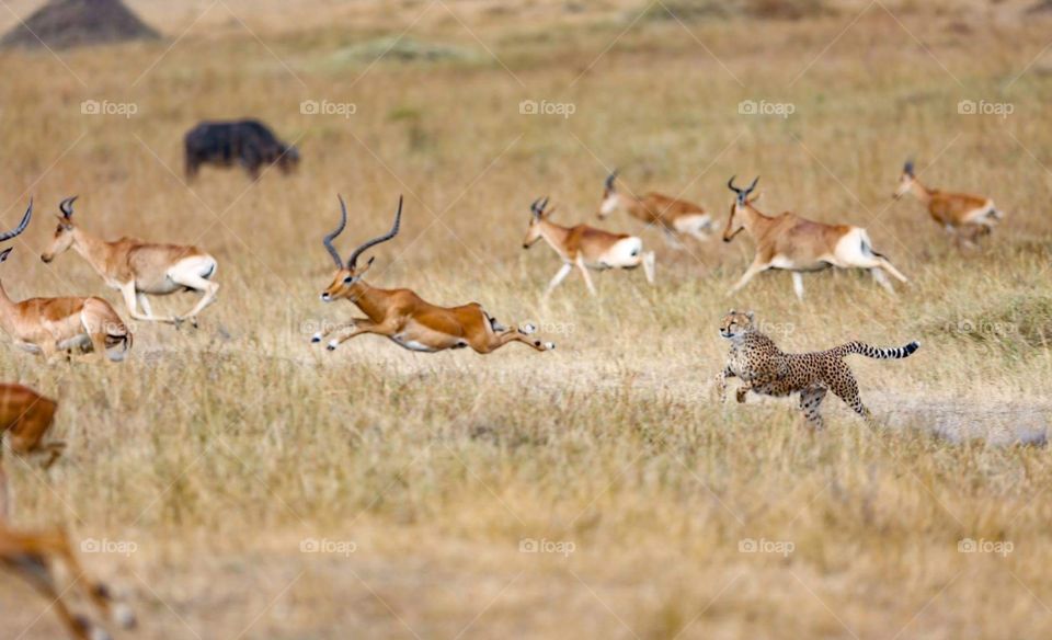 Leopard verses deers on the run