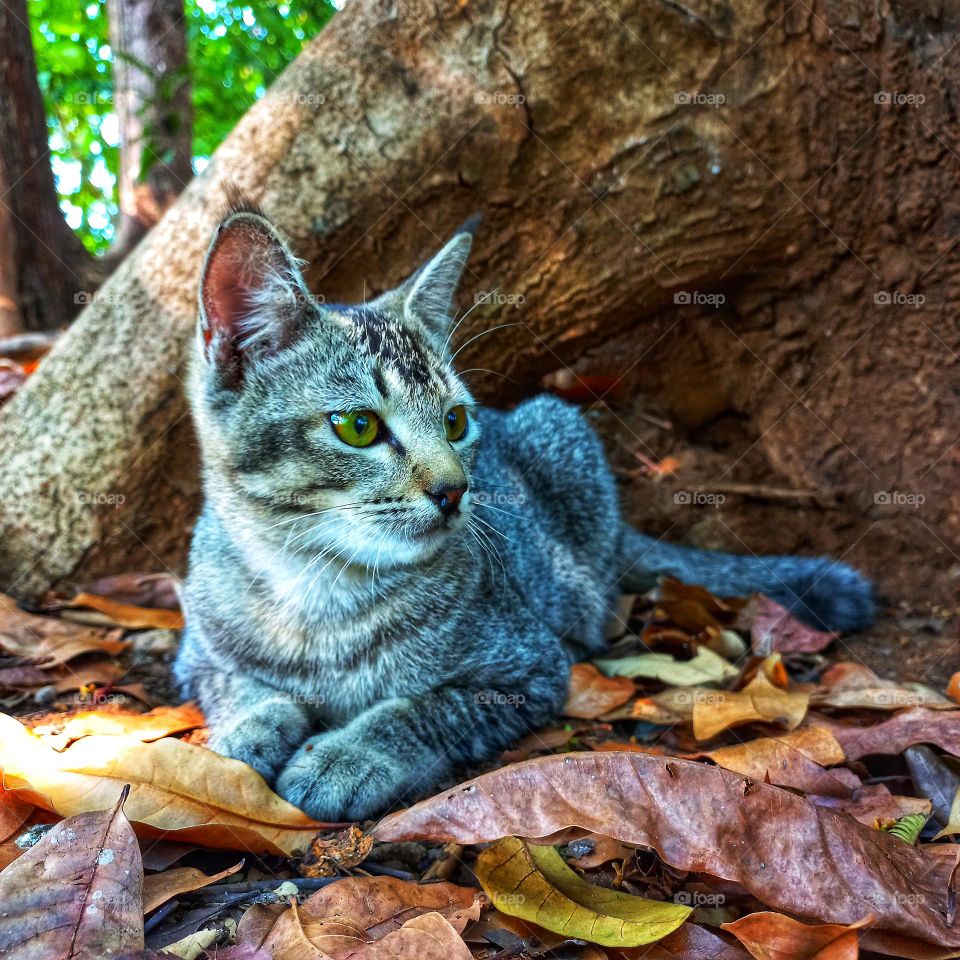 Cute kitten sitting on dry leaves