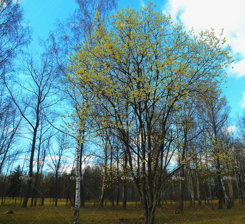 Tree, Landscape, Wood, No Person, Leaf