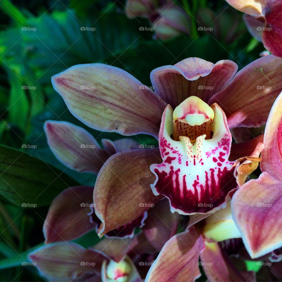 Orchid in Bloom 