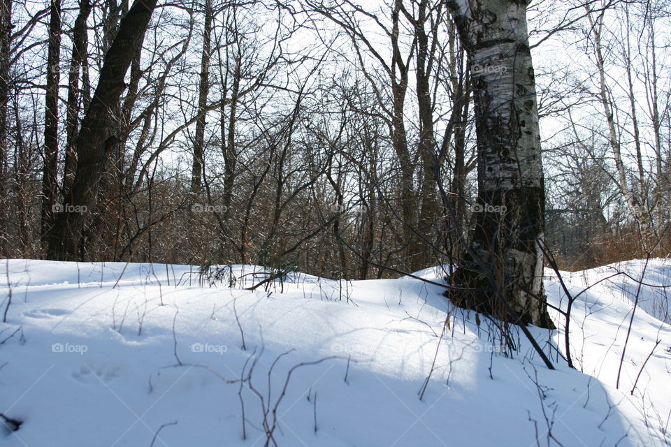 Winter forest