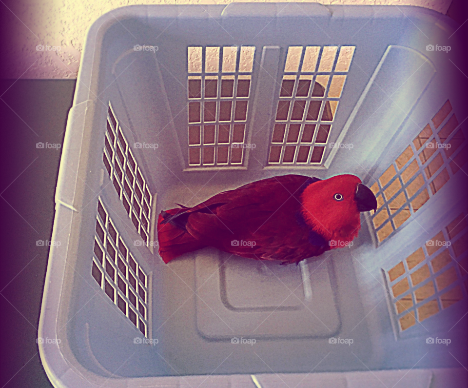 Sadie’s in the laundry basket she likes to explore.