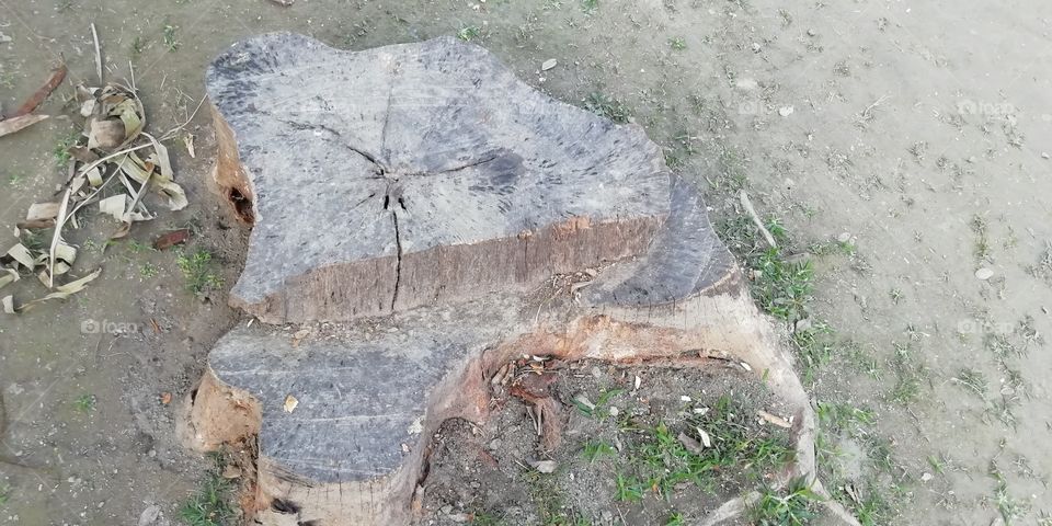 tree trunk cut