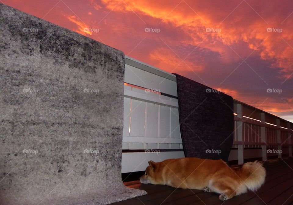 Dog's sunset