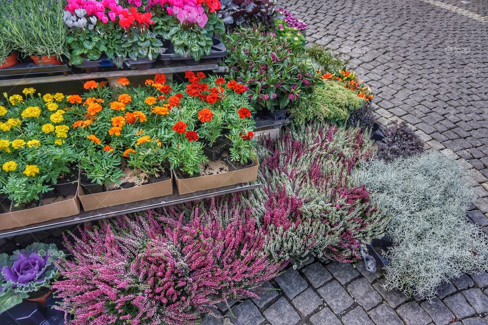 Flower Market