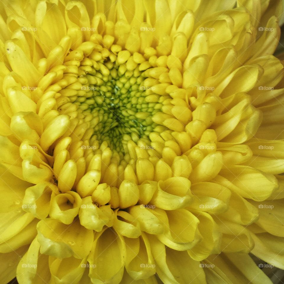 Yellow chrysanthenum Flower