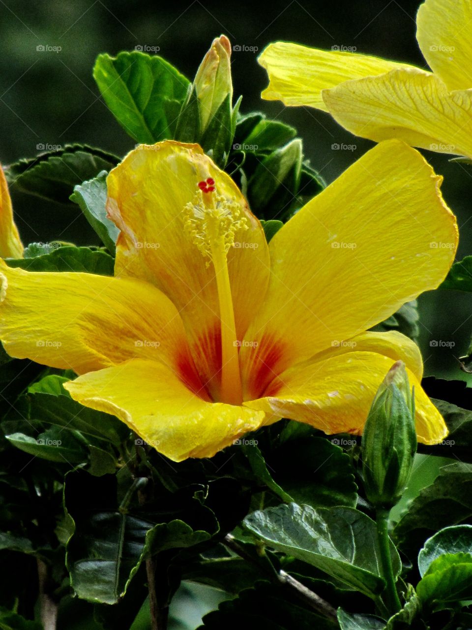 Hibiscus tree outside with shiny green leaves