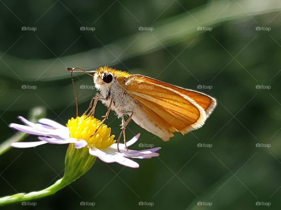 Oarisma minima (Southern Skipperling) feeding on wildflower baby's breath aster (Symphyotrichum subulatum).