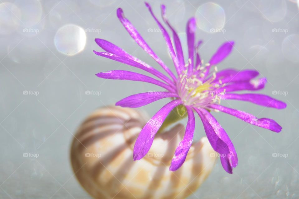 Flor in seashells