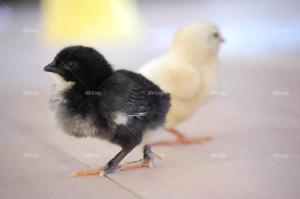 Chicken