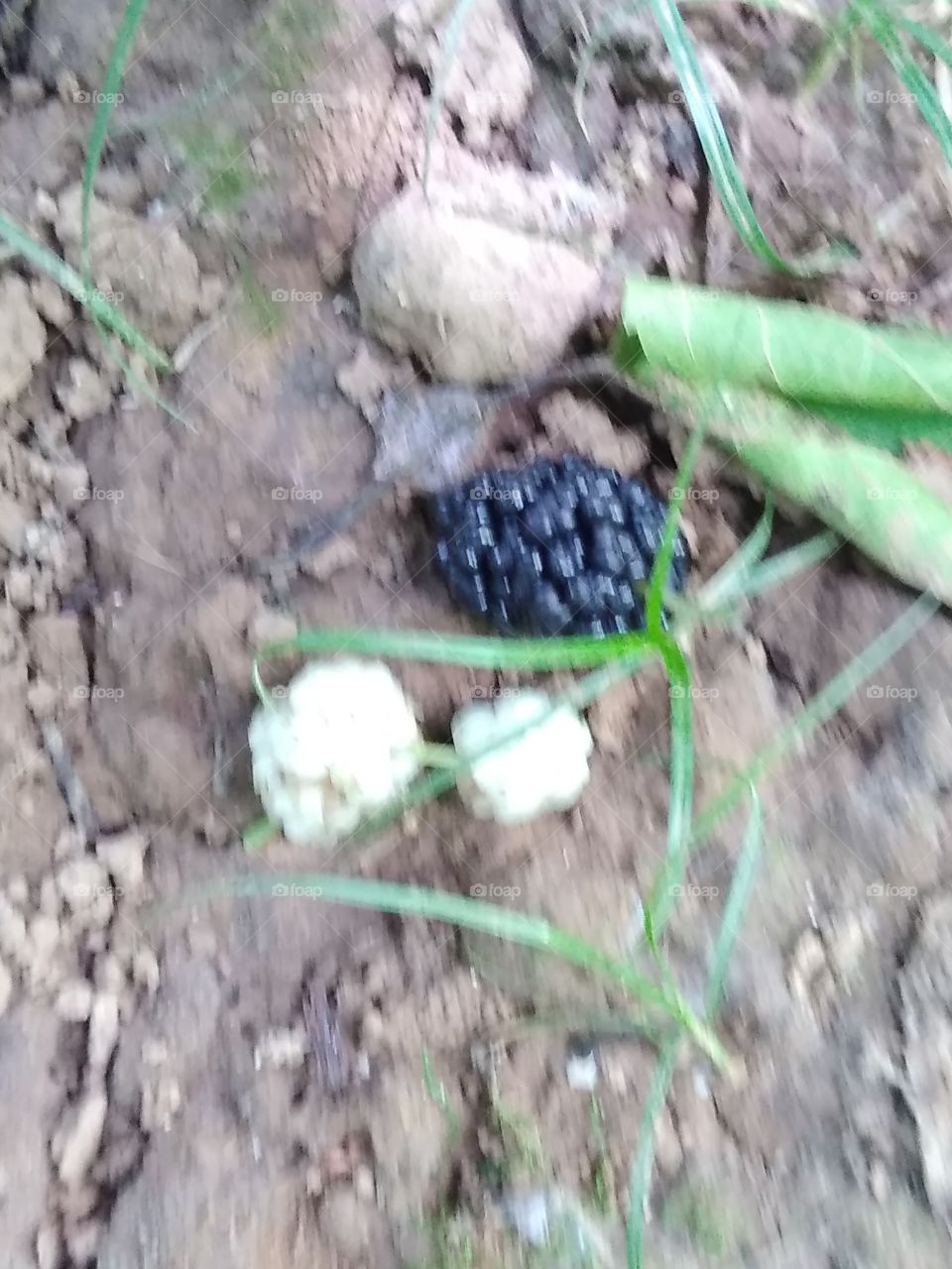 Black and White mulberries on the ground
