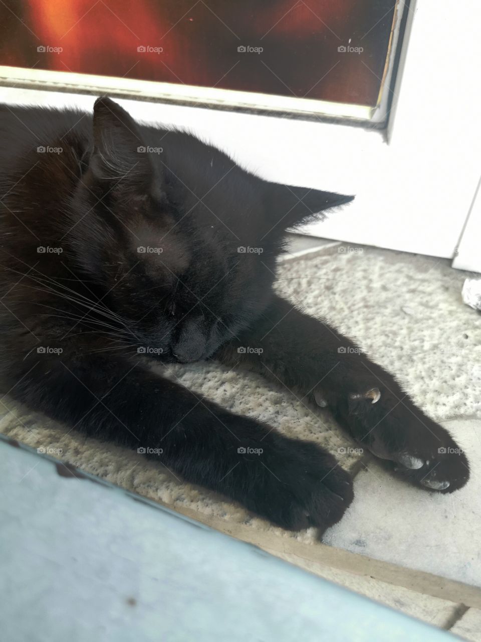 Russia view zoo animals wild outside outdoor day part details capture life cat homeless lovely alone sleeping