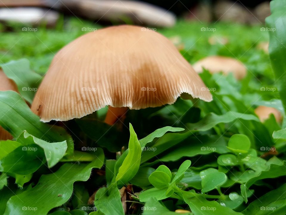 Mushroom growing on lawn