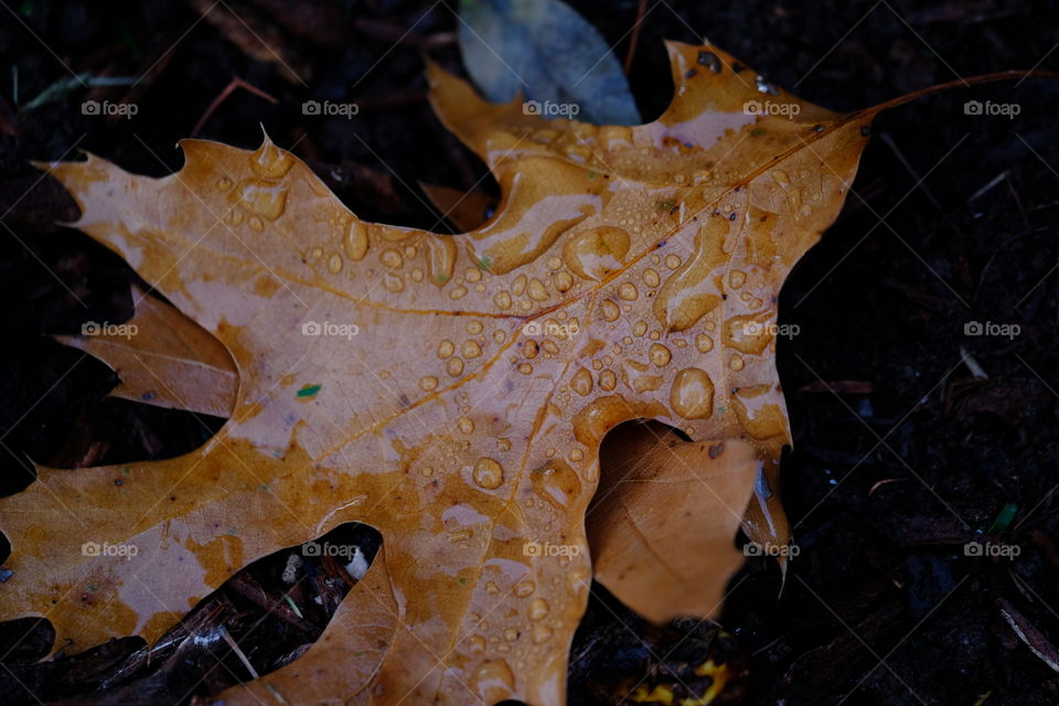 A Leaf
After a rain
It never rains here!