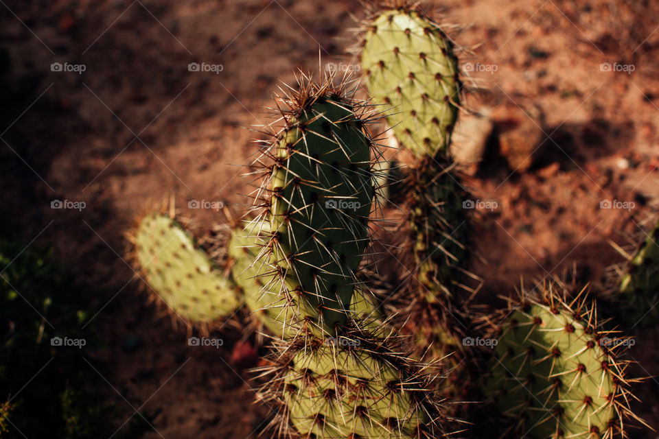 Prickly Cactus 