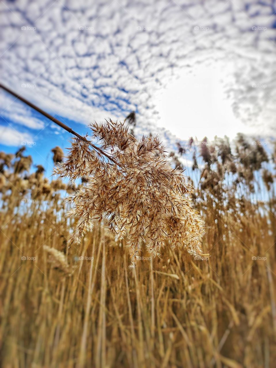 A photo of a drying plant in a marsh field in Bulgaria with beautiful golden colours, cloudy sky and the shining sun